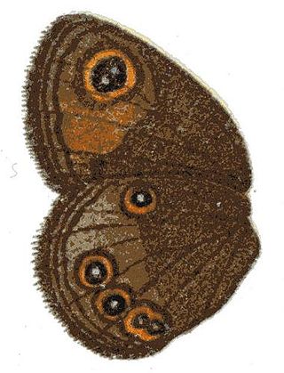 <i>Neocoenyra</i> Genus of butterflies