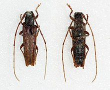 Neohebestola petrosa (21184100842) .jpg