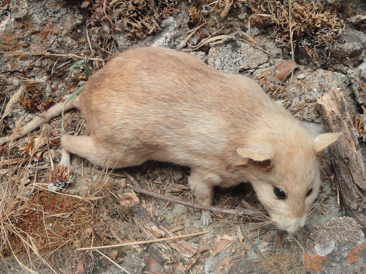 Dusky-footed woodrat - Wikipedia