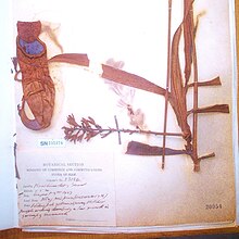 The holotype and earliest known specimen of N. suratensis (Kerr 13136) Nepenthes suratensis Kerr 13136.jpg