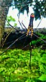 female (dorsal view) in Bankura, West Bengal, India.