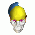 動畫中的除去左側頂骨，露出顱腔（英语：cranial cavity）與顱底（英语：base of skull）的內部空間。