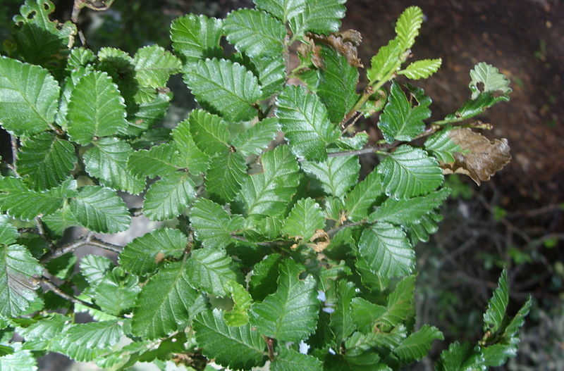 File:Nothofagus pumilio - rama.JPG