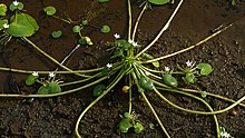 Plant habit Nymphoides indica (L.) Kuntze (4368355126).jpg