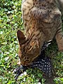 Gato con un pájaro carpintero capturado