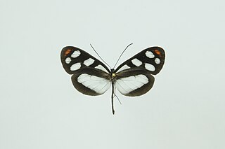 <i>Oleria onega</i> Species of butterfly