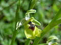 Ophrys lacaitae