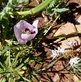 Opium Poppy. Papaver somniferum. Hollow-leaved Asphodel on right. - Flickr - gailhampshire.jpg