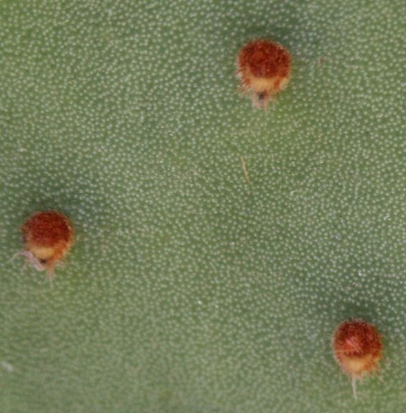 File:Opuntia microdasys areolái.jpg