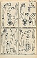 Epipogium roseum (as syn. Epipogium nutans) Tafel 16 Nr. 51 in: Rudolf Schlechter: Orchidaceen von Deutsch Neu-Guinea - Figuren-Atlas (1923-1928)