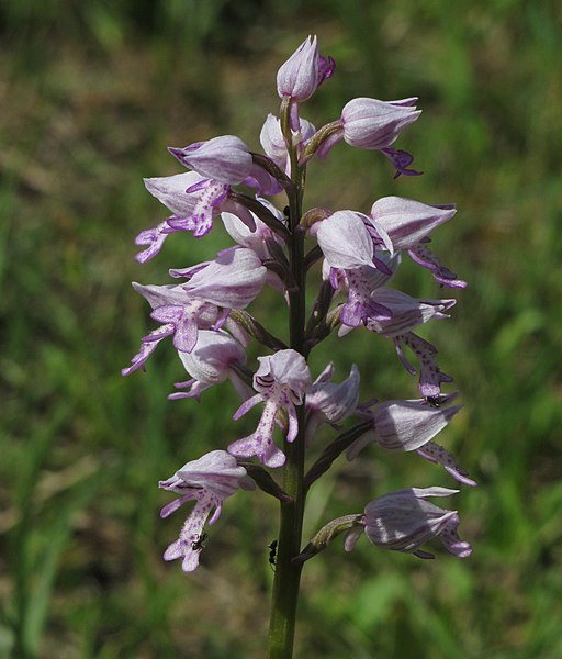 File:Orchis militaris 4 RF.jpg