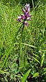 Orchis militaris Germany - Karlsruhe