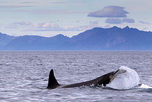Orca tail-slapping in Vestfjorden, Norway Orcinus orca (Vestfjord).jpg
