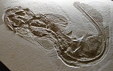 Fossile di Orectolobus jurassicus