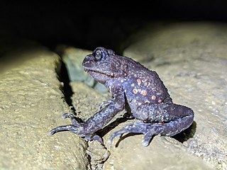 <i>Oreolalax rhodostigmatus</i> Species of amphibian