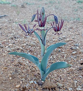 <i>Ornithoglossum</i> Genus of flowering plants