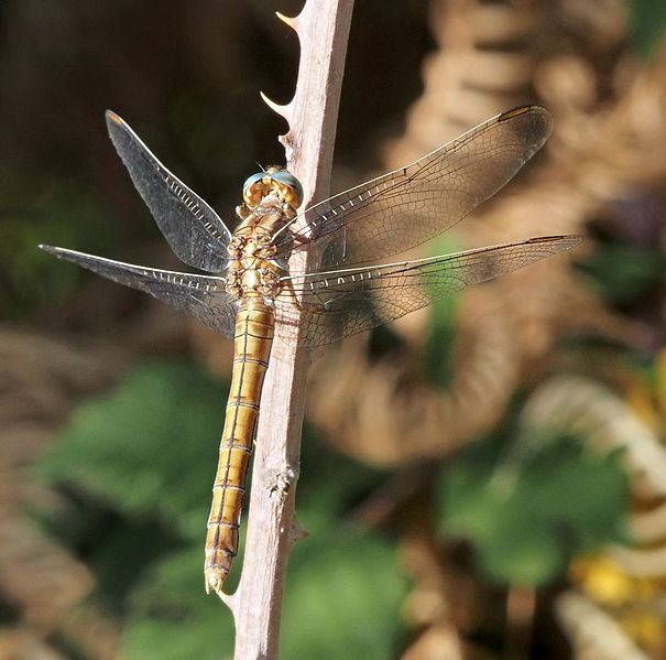 File:Orthetrum coerulescens 20140827.jpg