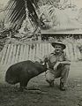 Oscar the Cassowary with Lieutenant John Perry