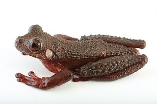 <span class="mw-page-title-main">Ecuador slender-legged tree frog</span> Species of amphibian