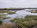 * Nomination Peat extraction at the Venner Moor bog. Venne, Ostercappeln, Lower Saxony, Germany --Basotxerri 05:40, 11 June 2017 (UTC) * Promotion Good quality. -- Johann Jaritz 06:25, 11 June 2017 (UTC)