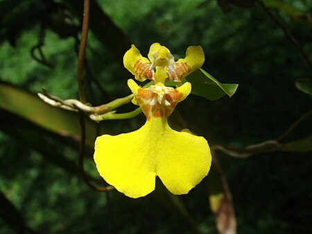 Otoglossum globuliferum