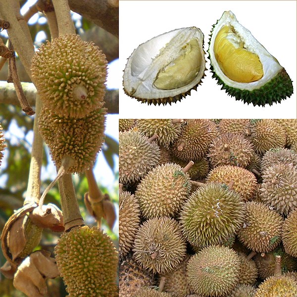 Owoce Durian.jpg