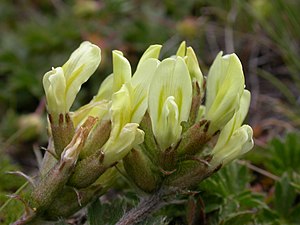 Oxytropis campestris ssp campestris.JPG