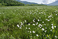 Farvefoto af en grøn eng oversået med urteagtige planter med hvide blomster.