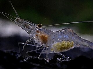 <i>Palaemon kadiakensis</i> Species of crustacean