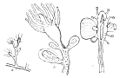 PSM V16 D659 Fragment of cordylophora lacustris.jpg