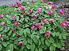 Paeonia mascula 01.jpg