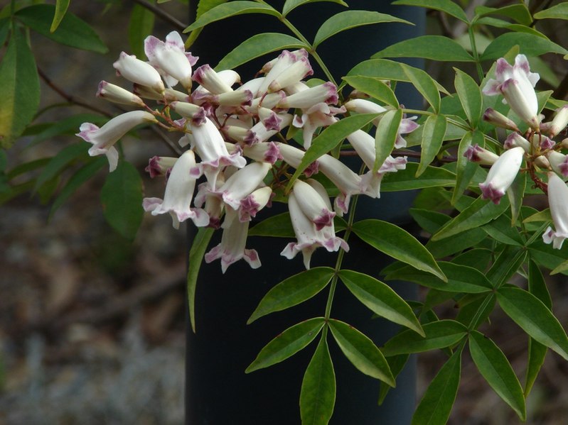 File:Pandorea pandorana subsp.pandorana.jpg