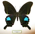 Papilio paris decorosa