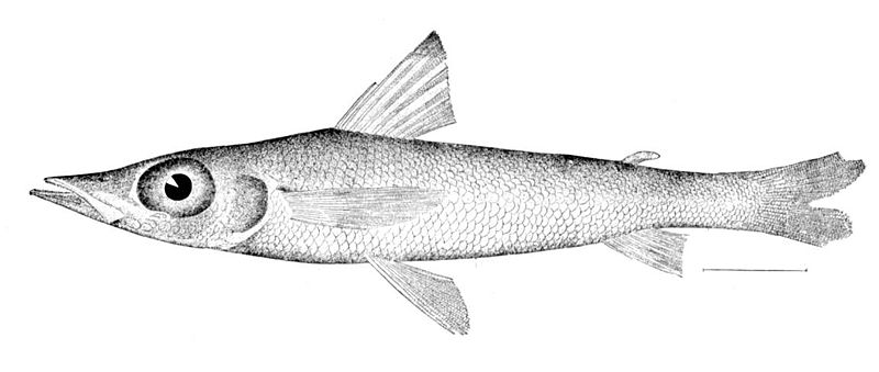 File:Parasudis truculenta.jpg