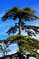 Cedro del Atlas (Cedrus atlantica), una conífera endémica de los bosques del norte de África, en Talssemtane.