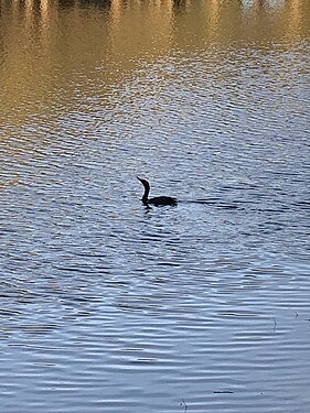 Quiet duck on the lake, Parque Placido, Boca Del Mar, FL