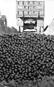 Part of the 259 tons of avocados that were buried near Karkur after workers of the Avocado Marketing Board declared they were unfit for human consumption (FL45748546).jpg