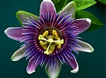 Miniatura para Passiflora andina