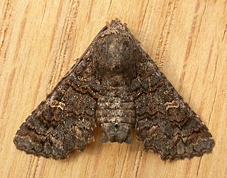 <i>Pataeta carbo</i> Species of moth