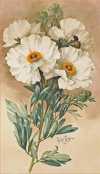 <i>Romneya coulteri</i> Species of flowering plant in the poppy family Papaveraceae