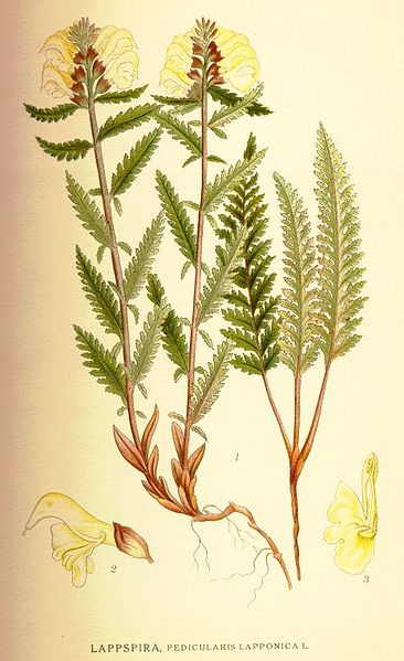 File:Pedicularis lapponica.jpg