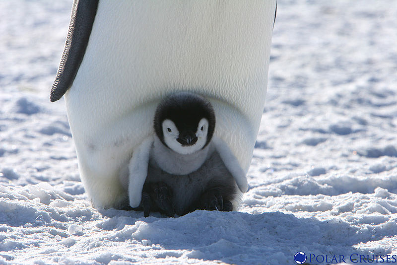 File:Penguin with kid.jpg