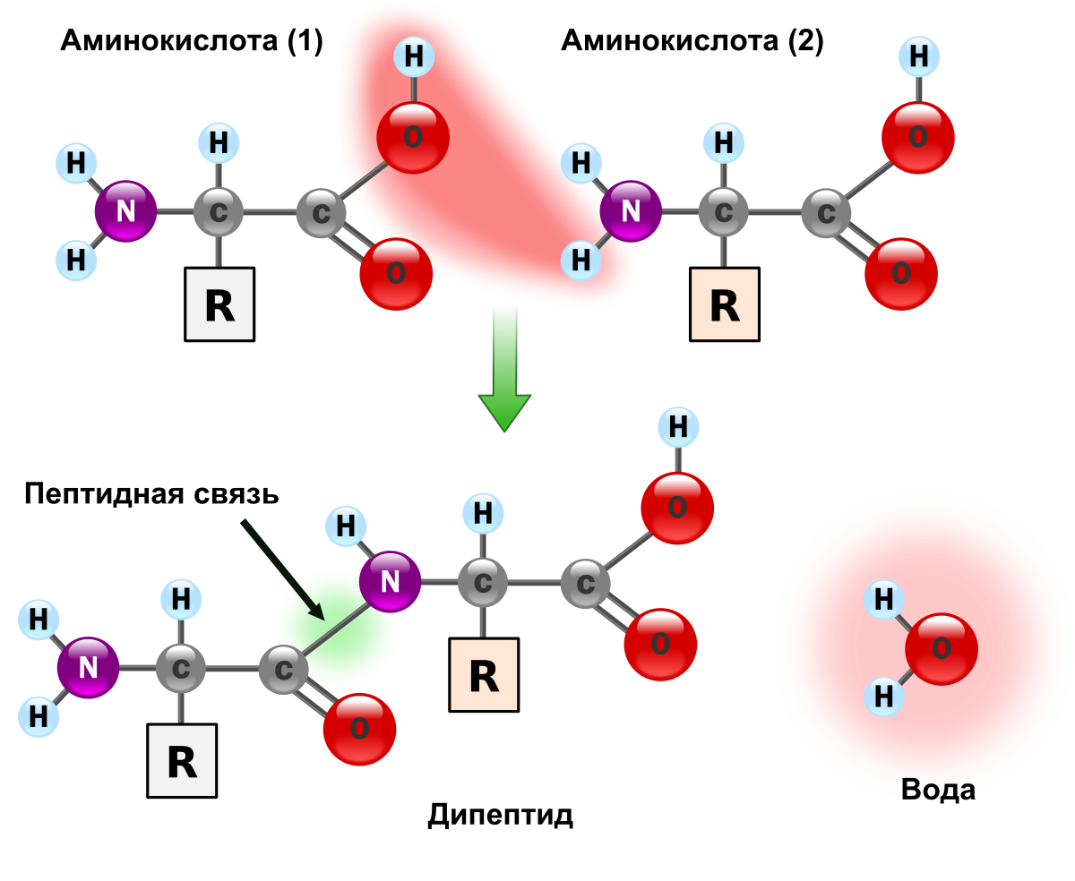 Связи в молекуле белков. Схема образования пептидной связи белка. Образование пептидной связи формула. Образование пептидной связи между аминокислотами схема. Схема образования пептидной связи в молекуле белка.