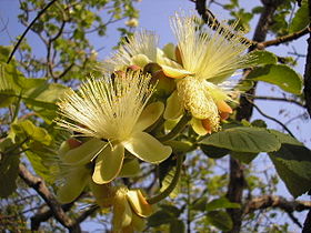 Caryocaraceae