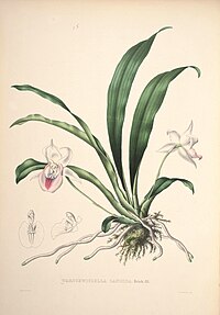 plate 15 Warczewiczella candida