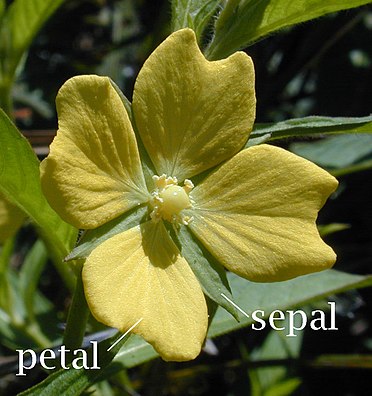 Tetrameric flower of a Primrose willowherb showing petals and sepals