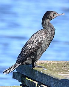 Phalacrocorax sulcirostris-2.jpg