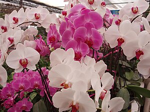 Soiuri Phalaenopsis roșu și alb.jpg