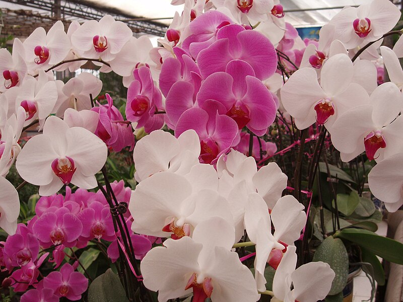 File:Phalaenopsis cultivars red and white.jpg