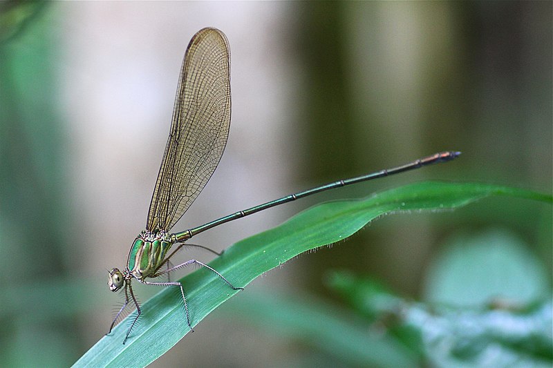 File:Phaon iridipennis (Calopterygidae) (6824335846).jpg